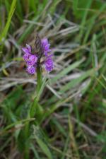 Dactylorhiza x senayi (Alleiz.) Soó ?<br/>Munții Gutâi, 27 Jun 2025 © LPG - all rights reserved